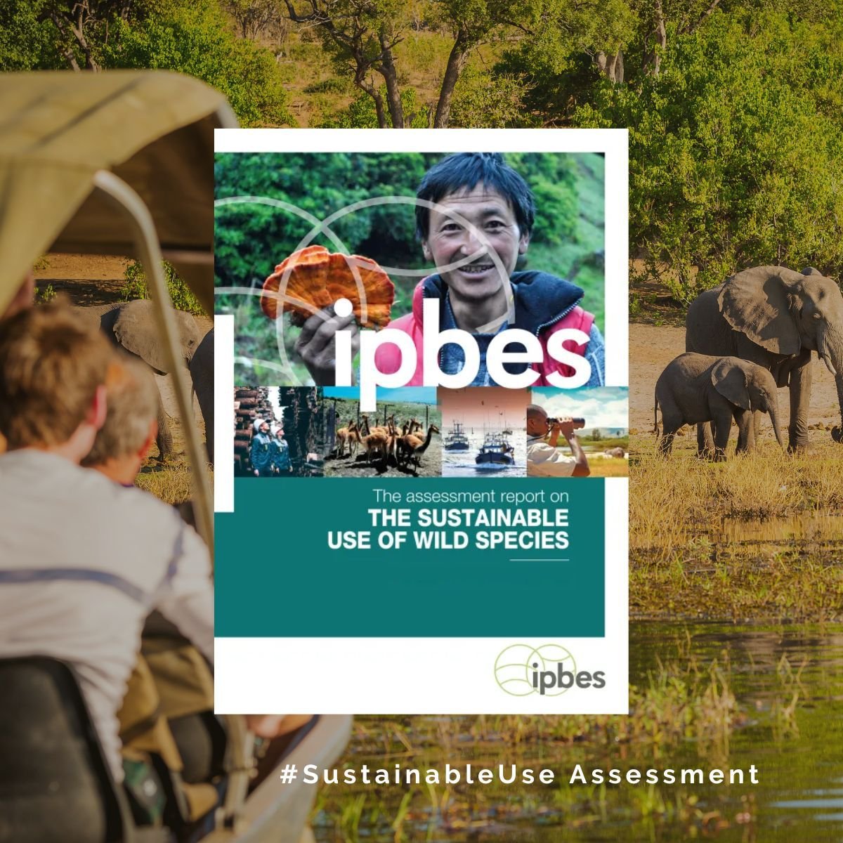 The laid-out version of the full @ipbes #SustainableUse Report is OUT NOW! 💥 Do you want to know more about sustainable uses of wild species of flora, fauna, algae and fungi?🤔 Visit our website to access the full report⬇️ ipbes.net/sustainable-us…