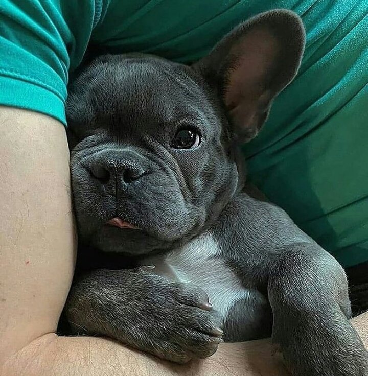 frenchielover60's tweet photo. I just love this😍

#frenchielover #frenchie #frenchielover #dogsoftwitter https://t.co/yEMGCajFUK