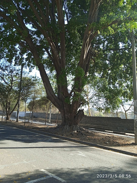 FOMAWA's tweet photo. Here’s a proper thick trunk for #thicktrunktuesday at club Road Nakuru CBD . (Now that is a thick trunk! 🌳 🌊 ) #ThickTrunkTuesday #TreeTuesday #WaterTree #AestheticNature #NaturePhotography #Nakurucounty https://t.co/XP3pKnlsV6