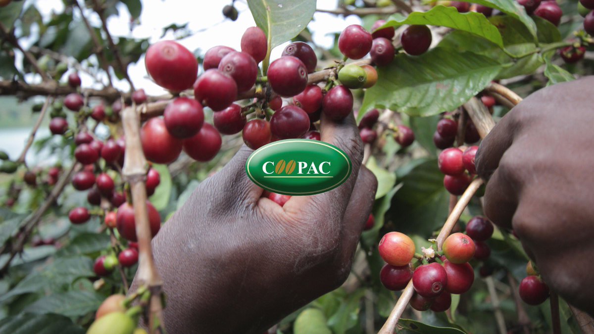 Harvest time is here! 

#here #rwanda #rwandacoffee #coffee #africancoffee