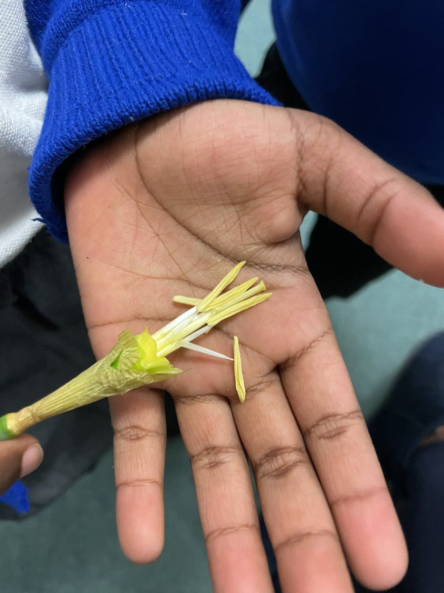 Today we talked about how bees help with pollination. We experimented using glitter and watched how it was transferred from one flower to another. We also looked at where the pollen can be found on a real flower. Zaida said “I’m a bee, I moved the pollen to different flowers”