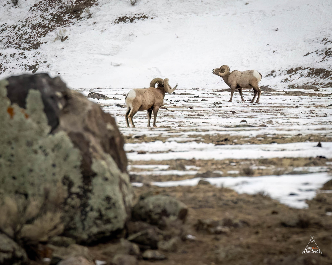 GoodBullOutdoor's tweet photo. If you know bighorns you know that ram on the left is something special. Not only is that right side barely broomed but it flares out wide after a wide curl below the jaw line. He only ever let me get within half a mile of him but I sure would have loved to get some better photos https://t.co/XlMr56tKNy