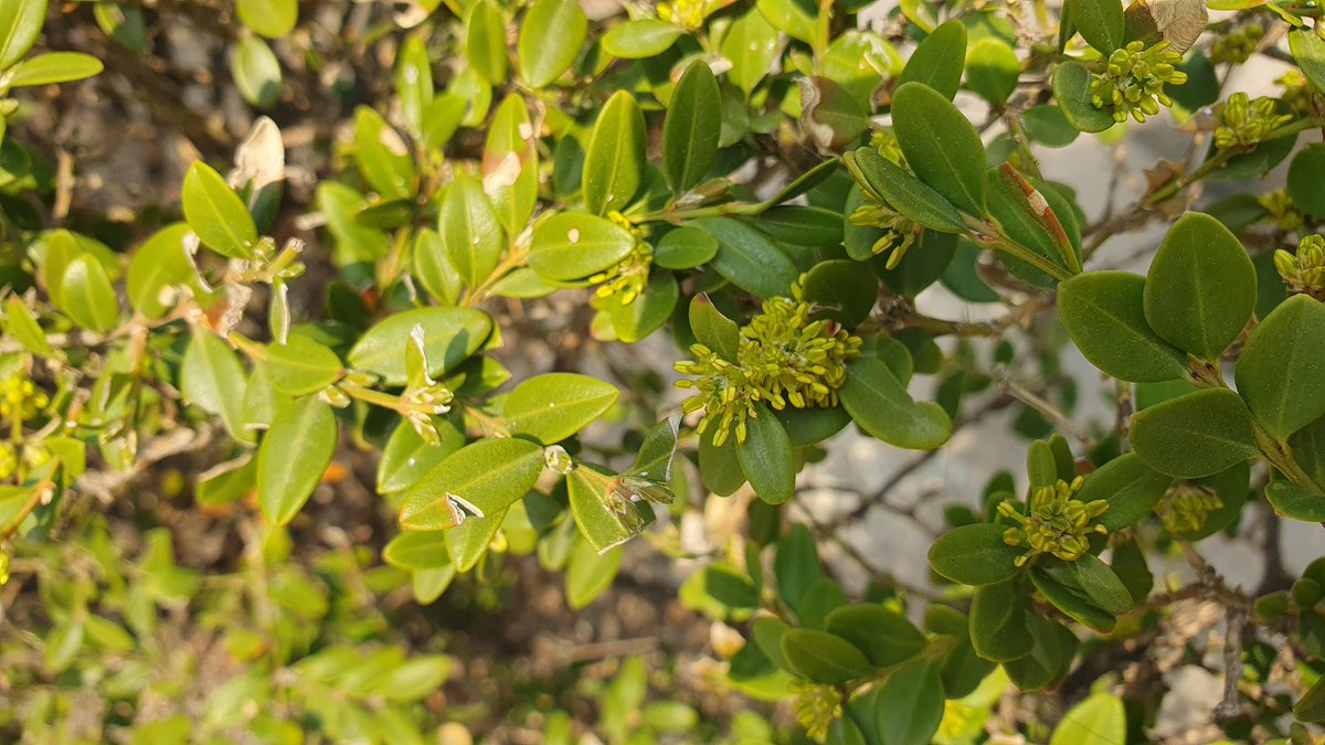 회양목 (Buxus microphylla var. koreana) 꽃
- 수술은 잘 보이는데 암술은 잘 안보임
- 출처: 회사 앞 화단
