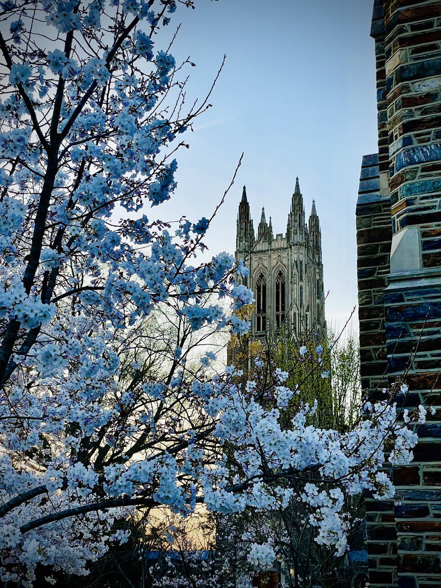 Duke_Anesthesia's tweet photo. Cherry blossoms are in bloom on campus, creating beautiful #CampusViews @DukeChapel.🌸🌸#WhyDukeAnes🌸🌸 https://t.co/wydk3n8IV9