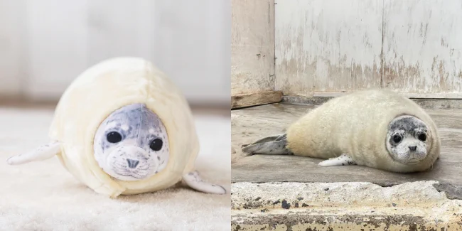 東武動物公園のアザラシ「もちもちちゃん」のクッション！フェリシモから登場！