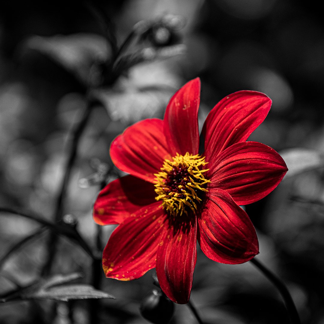 Crimson Dahlia / Dalia carmesí ❤️

#naturephotography #nature #photography #naturelovers #photooftheday #landscape #RetweeetPlease #Philly #philadelphiaflowershow