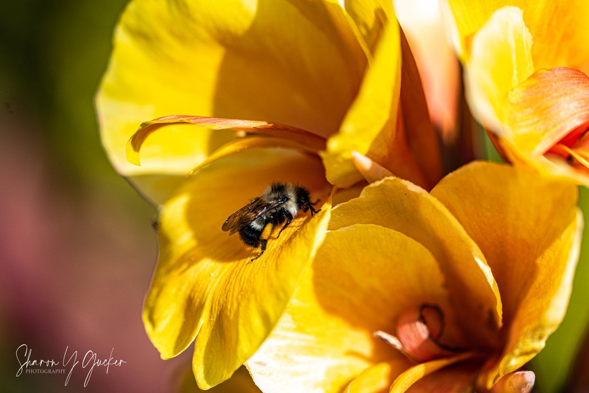 Happy Tuesday!
#Flowers #insects #bees #SaveTheBees #plants #cannalilly #flowerphotography #insectphotography #nature #NaturePhotography #naturelovers #wildlifeonearth #macrophotography #macroflowers #Nikon #nikonphotography #nikoncreators #beautyinnature #insectlovers #flower