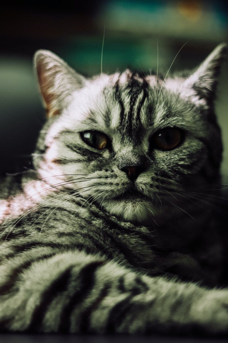 GreenEmerging's tweet image. Is this your favorite breed of cat? 😶 Check out the cat litter tray on our website today!

#cat #americanshorthair #shorthair #petcat #cats #furry #feline #housecat #catsoftheday #cute #cutecats #animals #zen  #catlitter #mammal #home #JournoRequest #PRRequest #emerginggreen