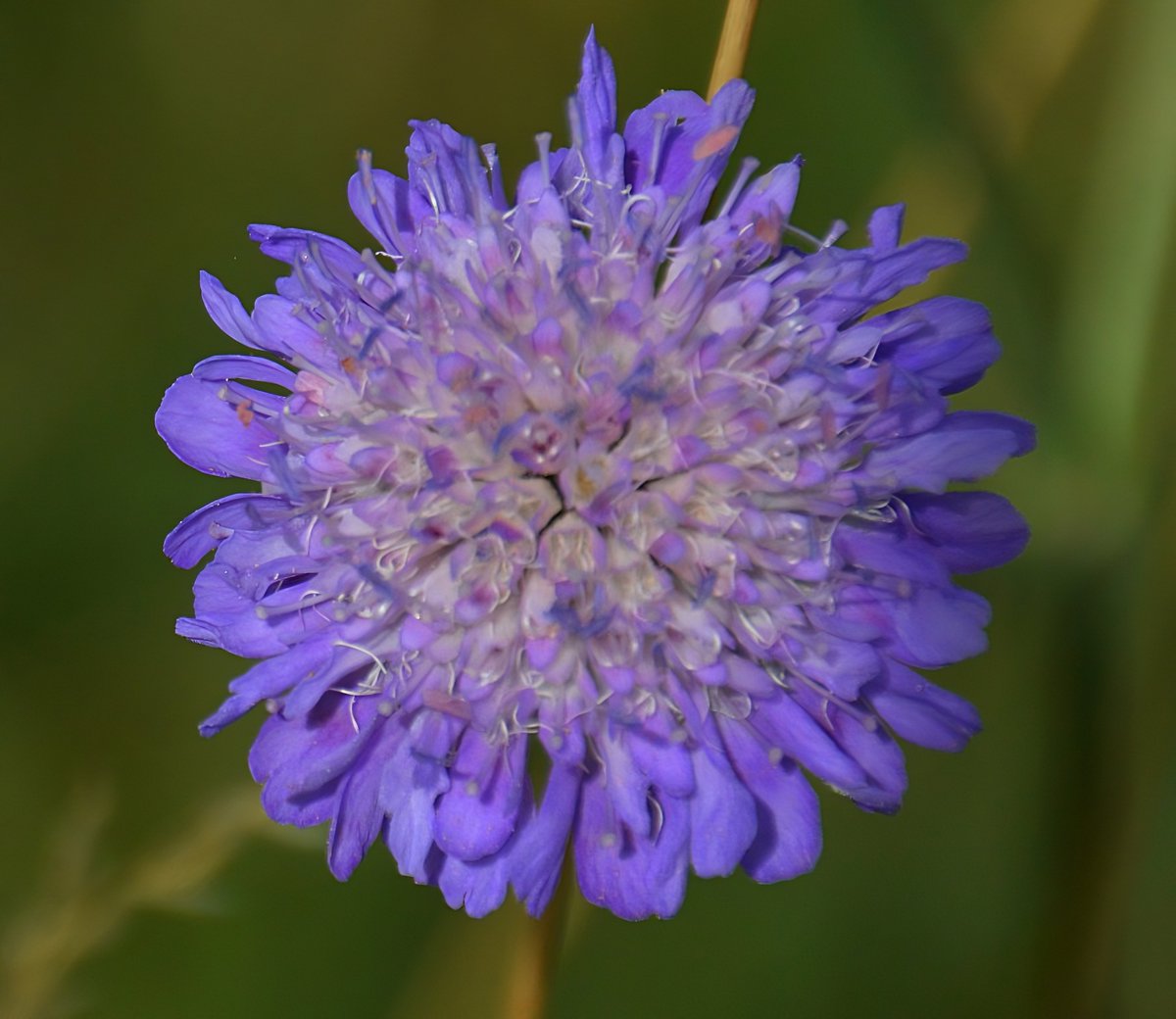 TheSuffolkMan's tweet photo. #FieldScabious I used to see many of these as a child but not so much these days https://t.co/wug0Mmm0SM