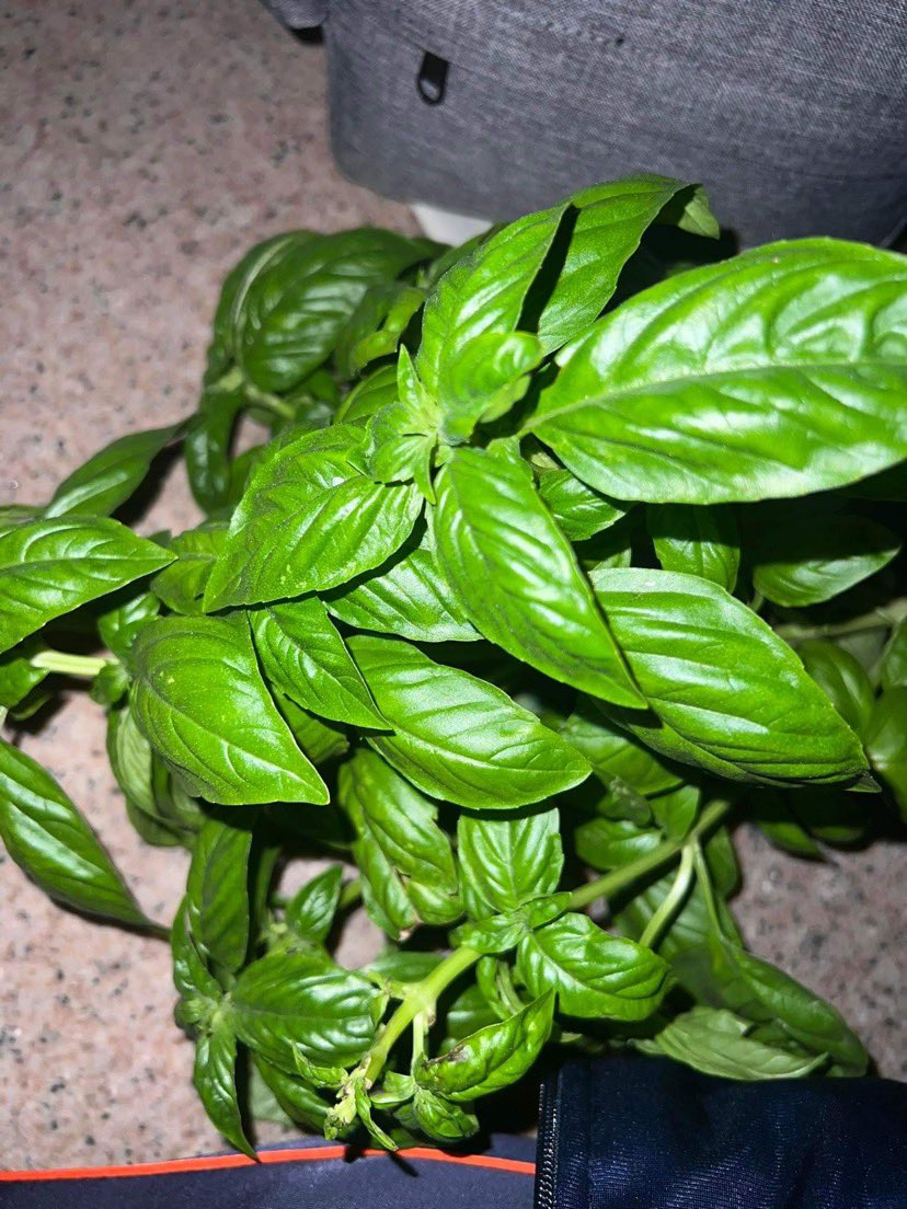 engr_astrnt's tweet image. The story of sweet basil. 
 
bgc peps ang nagtanim, kinuha ko, pero iba ang nag-uwi hahahahaha iba naman na herbs sa sunod ak kuwaon pero masarit na ak hahaha