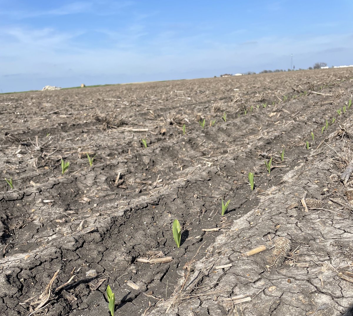 Travis Courtney tweet media