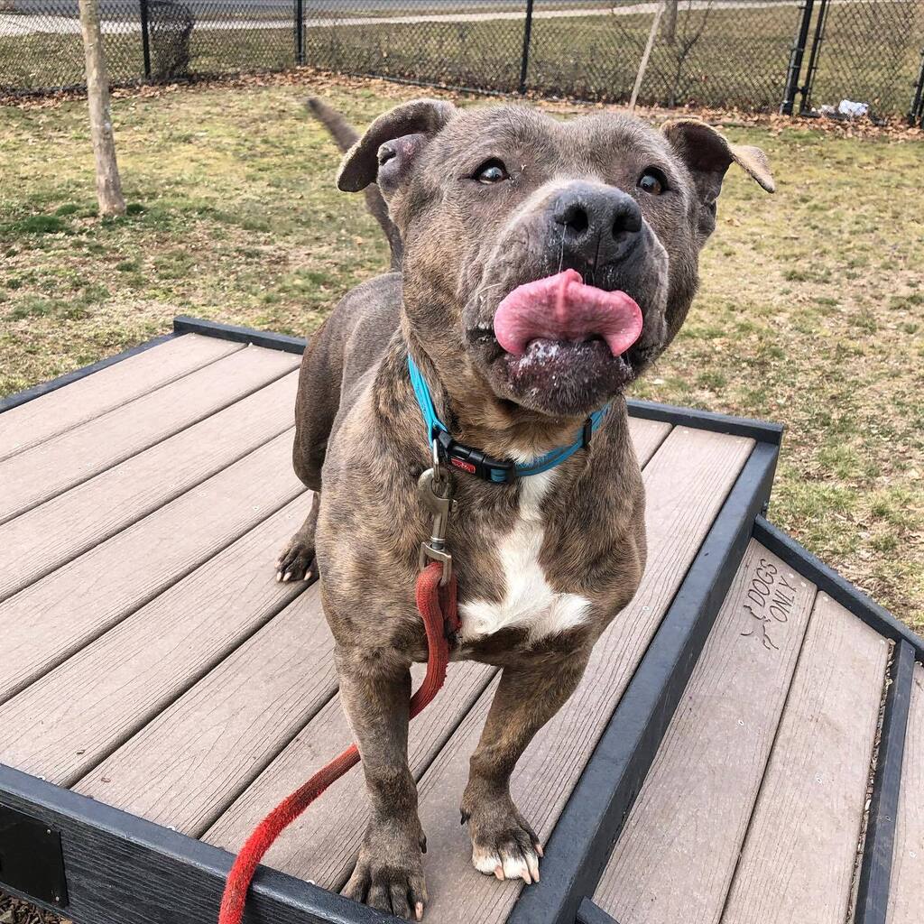 Adoptable Mecca is today’s #TongueOutTuesday model 🐶👅 #Mecca is the sweetest and stockiest wittle pibble 💜 She is an active and athletic dog with a unique blue brindle coat and about five years old. #adoptme #meccathedog #newhavenanimalshelter instagr.am/p/CpfWO98MeLl/