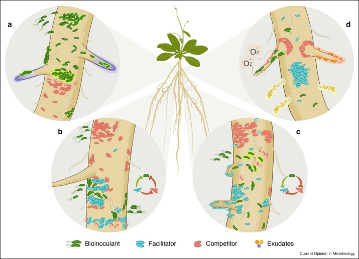 Microbes to support plant health: understanding bioinoculant success in complex conditions

-in Current Opinion in Microbiology from @dejongepmi 

sciencedirect.com/science/articl…
