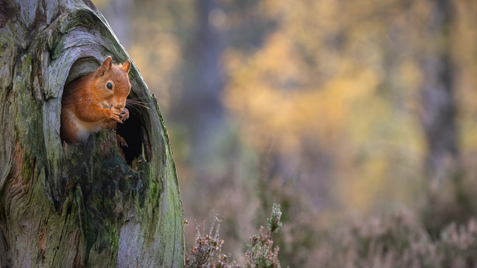 Red Squirrel, Aviemore, Scotland
#redsquirrel #aviemore #scottishwildlife #cute #raw_wildlife #wildlifephotography #nature #OneAnimal #closeup #animalwildlife #AnimalWildlife #earthnow #outdoors #raw_nature #raw_allwildlife #BBCWildlifePOTD