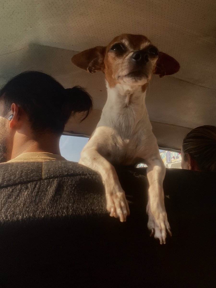 martinezdlll's tweet photo. En el taxi en el que voy montado de camino al trabajo, el chofer lleva a su perrito a cuestas. Dice que cada vez que tiene que salir a trabajar se lo lleva porque al perrito no le gusta quedarse en la casa solo. https://t.co/O9G4HSFVd4