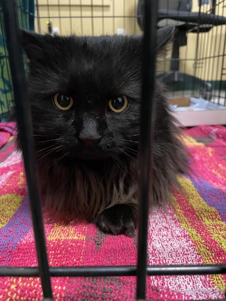 Rye Police NH tweet media