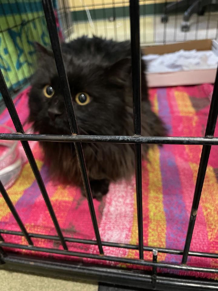 Rye Police NH tweet media