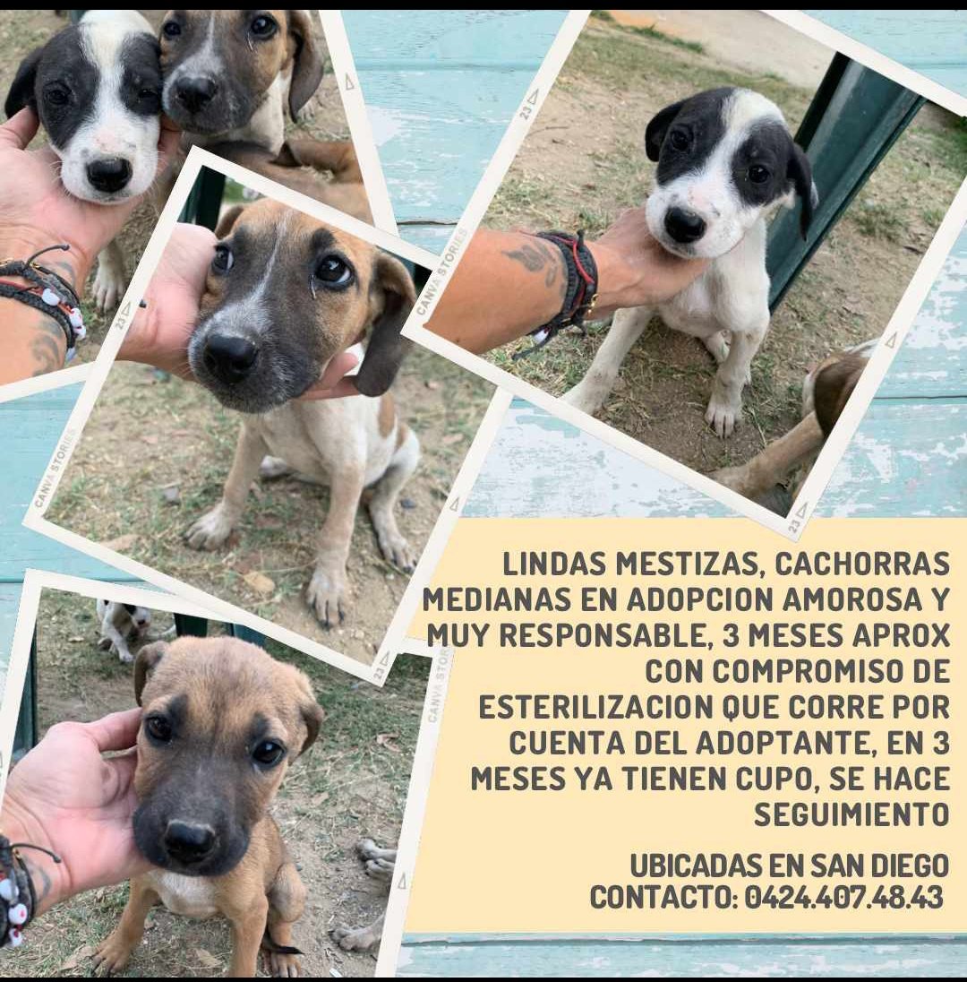 #adopcion.   Adopta con Responsabilidad. Es un ser vivo que siente y padece.  No es un juguete!!    #sandiego #carabobo #difundir