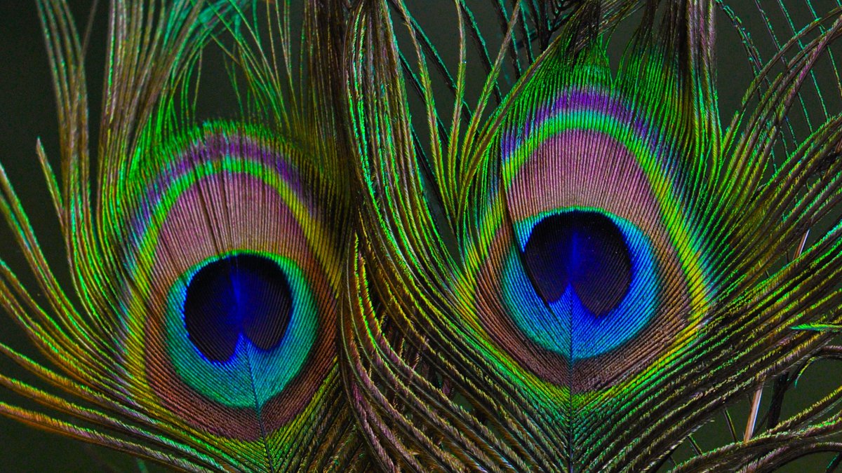 ShopCreatify's tweet photo. Stand out like the proverbial peacock - https://t.co/fOYaj4dJ9z 
- Improve user experience
- Increase conversion rates
- Stay up-to-date with the latest design trends
- Improve search engine optimization (SEO)
- Enhance mobile responsiveness
- Align with your brand’s identity https://t.co/KfDmIRAOer