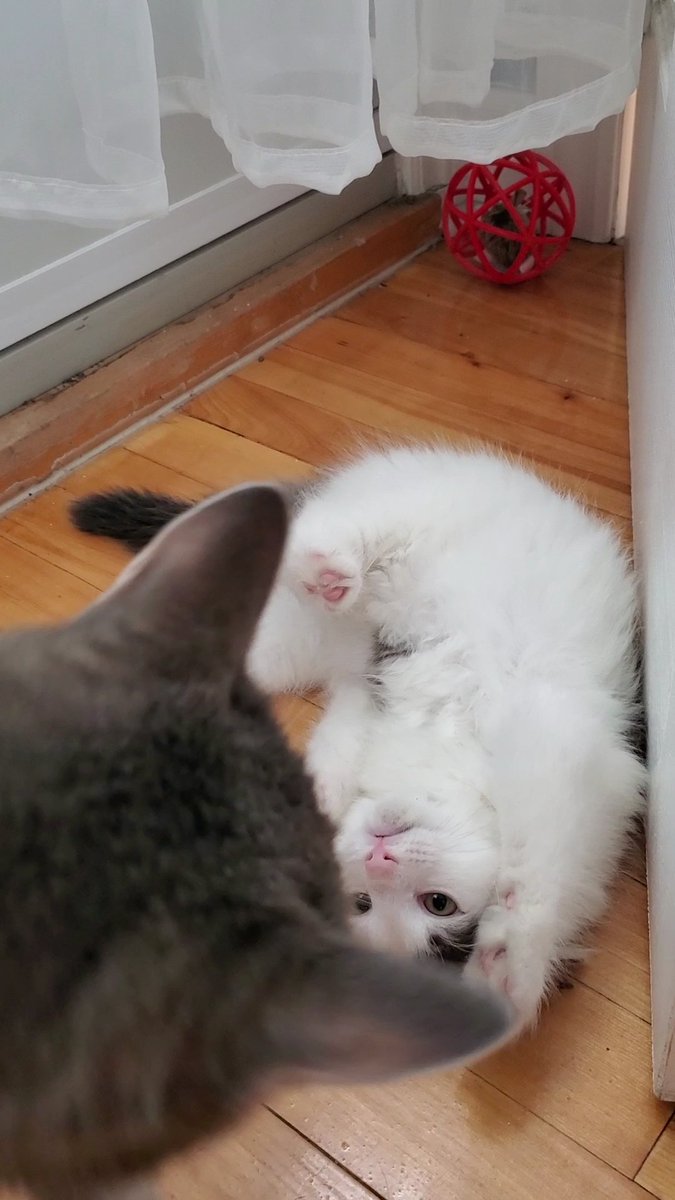HOPE35925513's tweet photo. @catsofinstagram baby @purringmika be like: "come at me bro (ง•̀ㅿ•́)ง" #CatsOfTwitter #twitterweek #cats https://t.co/J7m1OB1LjK