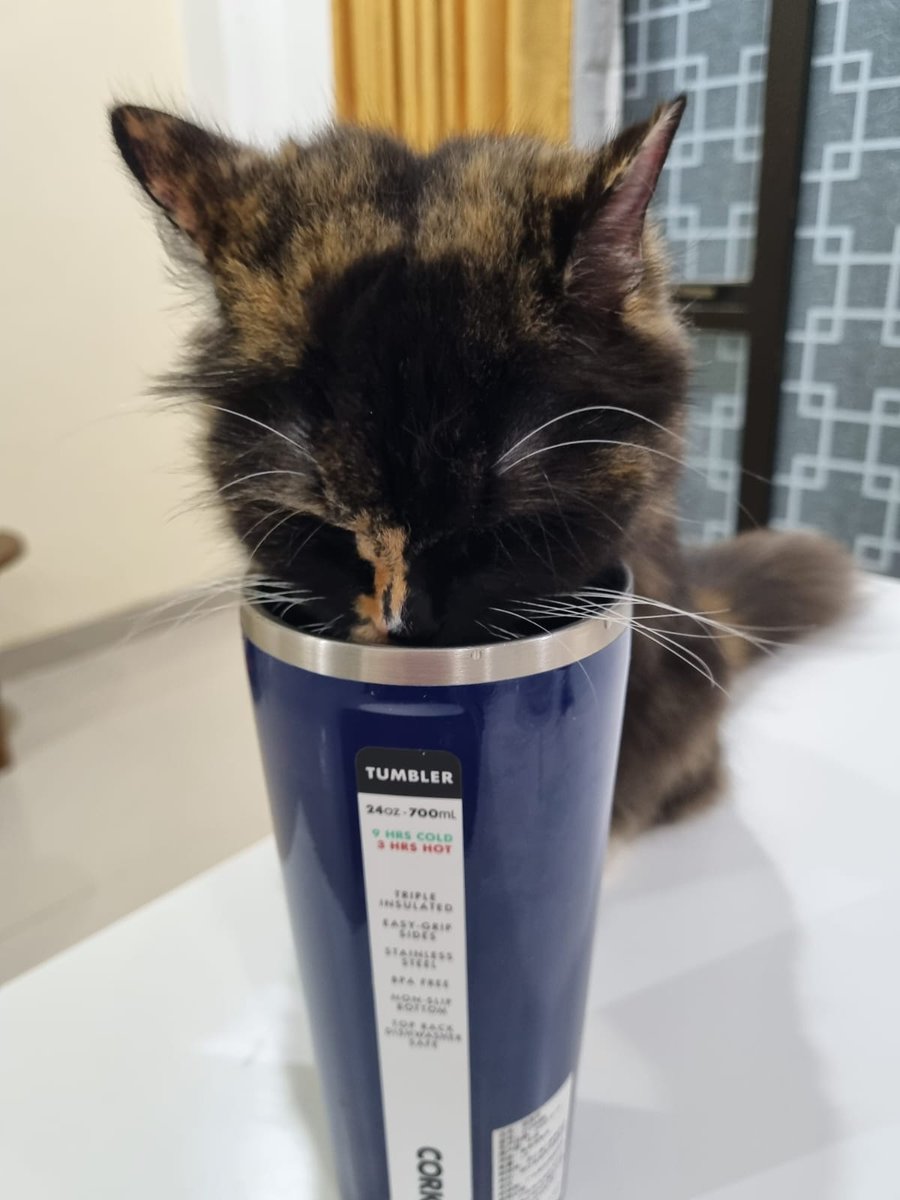 kiwisikucing's tweet photo. Khilaaf mbaaaa jangan marah ☹️ https://t.co/h1zPYPB1hh