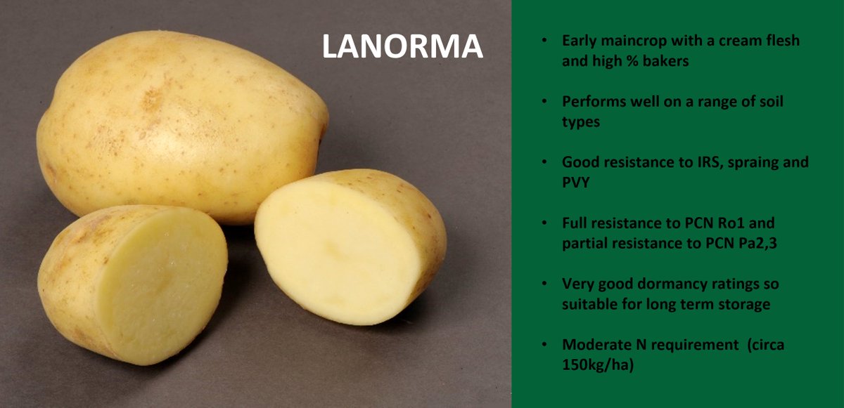 Branston Seed (@branstonseed) on Twitter photo Still looking for seed for 2023 planting?
Lanorma is a great option for early baker production.
We also have a small stock of Mozart for any last minute red production.
Get in touch with any enquiries seedadmin@branston.co.uk
#Lanorma #Mozart #MarisPiper Still looking for seed for 2023 planting?
Lanorma is a great option for early baker production.
We also have a small stock of Mozart for any last minute red production.
Get in touch with any enquiries seedadmin@branston.co.uk
#Lanorma #Mozart #MarisPiper