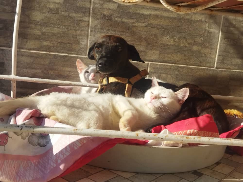 #Cumaná van dos meses intentando buscarle hogar a Sailor 🥹

Lo entrego esterilizado y desparasitado. Es de los gatos más mancitos que ha llegado a mi hogar, le encanta estar con otros animales.

Si puedes ayudarme a difundir, te agradezco. Ya tengo muchos gatitos conmigo 🥹