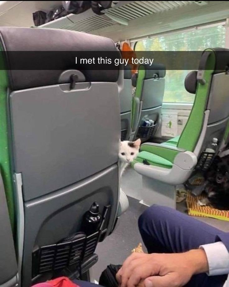 DontShowYourCat's tweet photo. he missed his stop https://t.co/OLGhrJFSfz