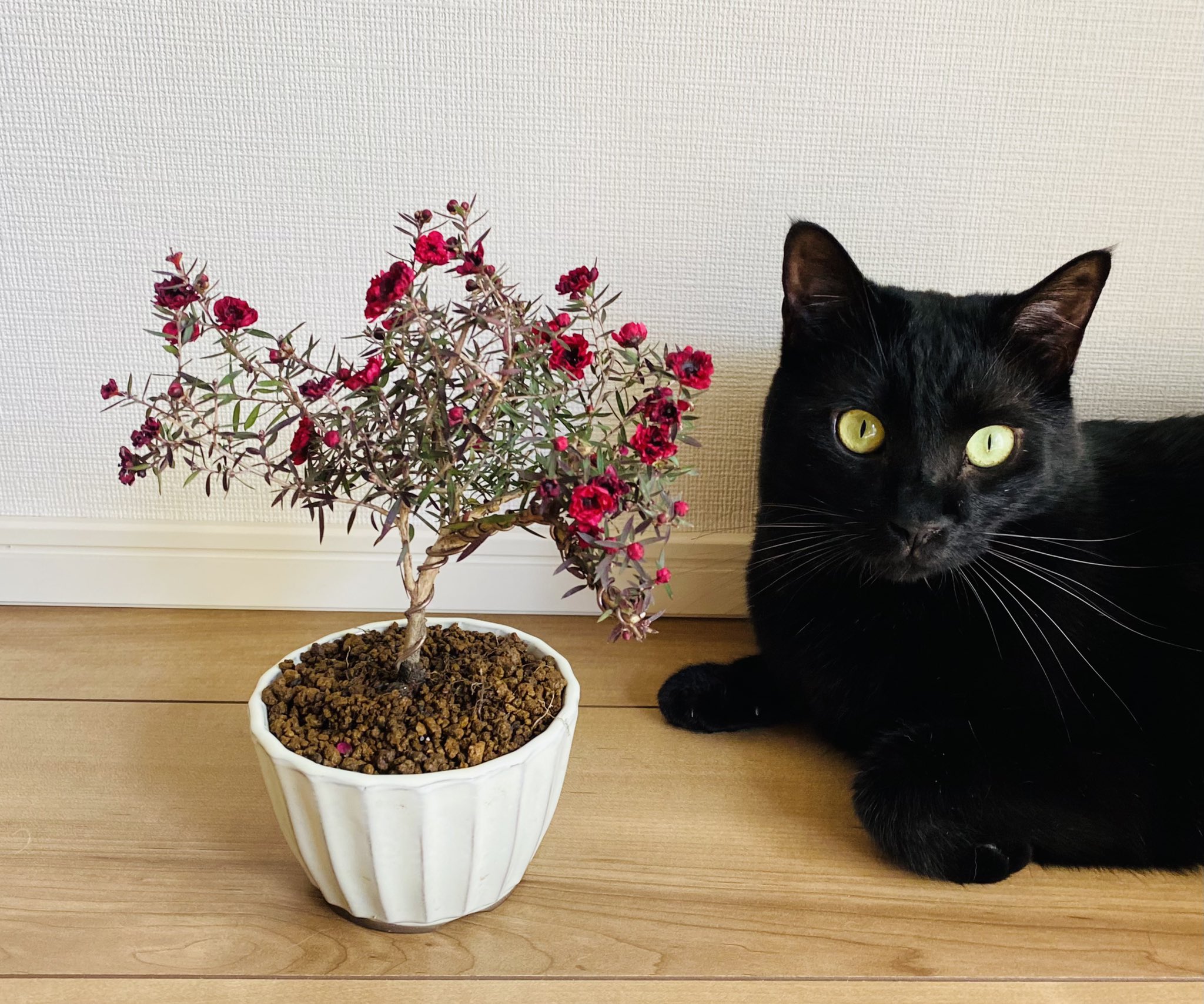 ねこ盆栽 Cats and Bonsai (@neko2bonsai) / X