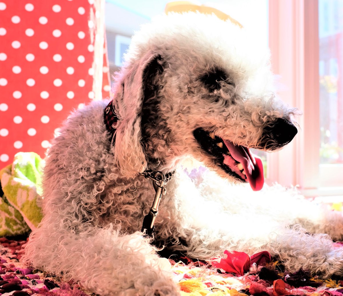 brokenmindprof's tweet photo. Happy #tongueouttuesday from Ralph, enjoying the sunshine (#bedlingtons). https://t.co/mkDQTPTmvZ