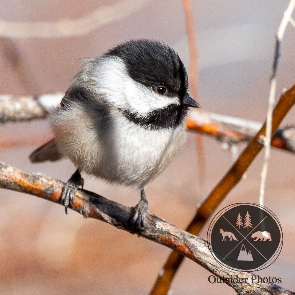 PhotosOutsider's tweet photo. #Black #Capped #Chickadee with its #feathers #fluffed against the #cold #morning.
#theoutsiderphotos #canon #birding #coparkswildlife #nature #audubonsociety #denveraudubon #dfo #colorado #twitternaturecommunity @CanonUSA https://t.co/NQ8DS0gawb