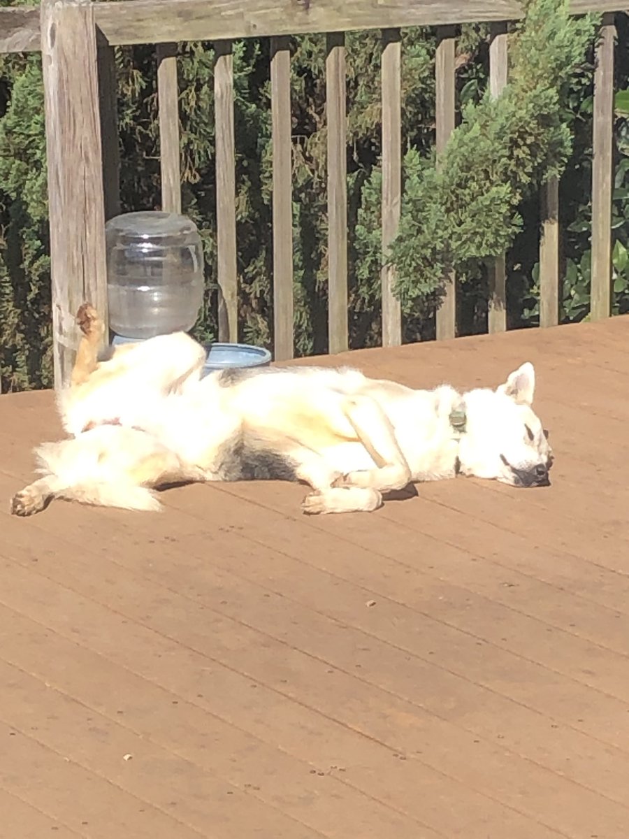 Happy hump day furrbuddies … as the world around us seems to be going cray 😛 cray 😛 we must remember just how much the world needs us … we need to keep showing our love ❤️🐾🐾❤️