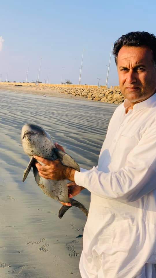 #cetaceans #Update #04 #2023 On 07 March, 2023 A dead Finless porpoise abt 58cm length found dead at Gwadar Beach. The carcass shared by Abdul Rahim AD environment, GDA on their FB wall. This was a second Finless porpoise of this year's recorded dead in Gwd, Balochistan.
