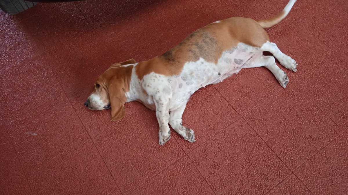 Sandralorenara5's tweet photo. esta perrita fue encontrada en Puente Alto fue publicada y nadie la a reclamado necesita un hogar urgente que la quiera y la cuide 
Por favor llamar a este celu. 996417371 para comunicar con la persona que la cuida 
difundir porfavor https://t.co/n1bhqXG4G9