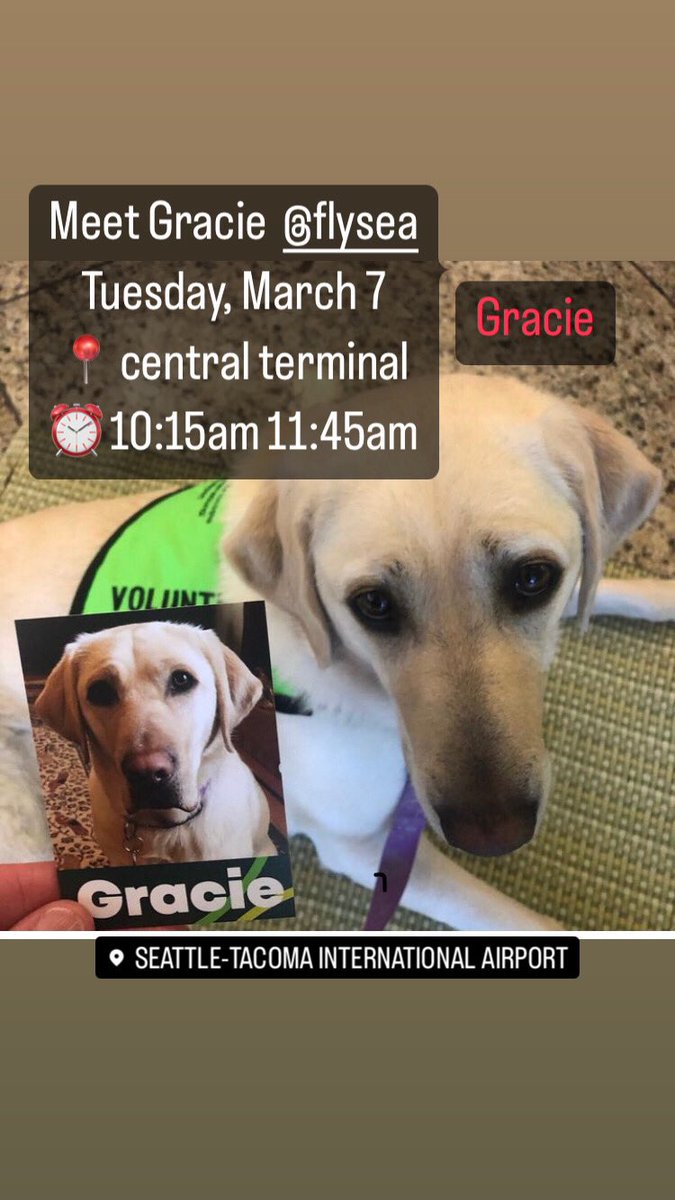 CrisAlcivar's tweet image. Meet Gracie  @flySEA 
Tuesday, March 7
📍 central terminal
⏰ 10:15am 11:45am

#flySEA #airporttherapydogs 

Photo comemeetgracie