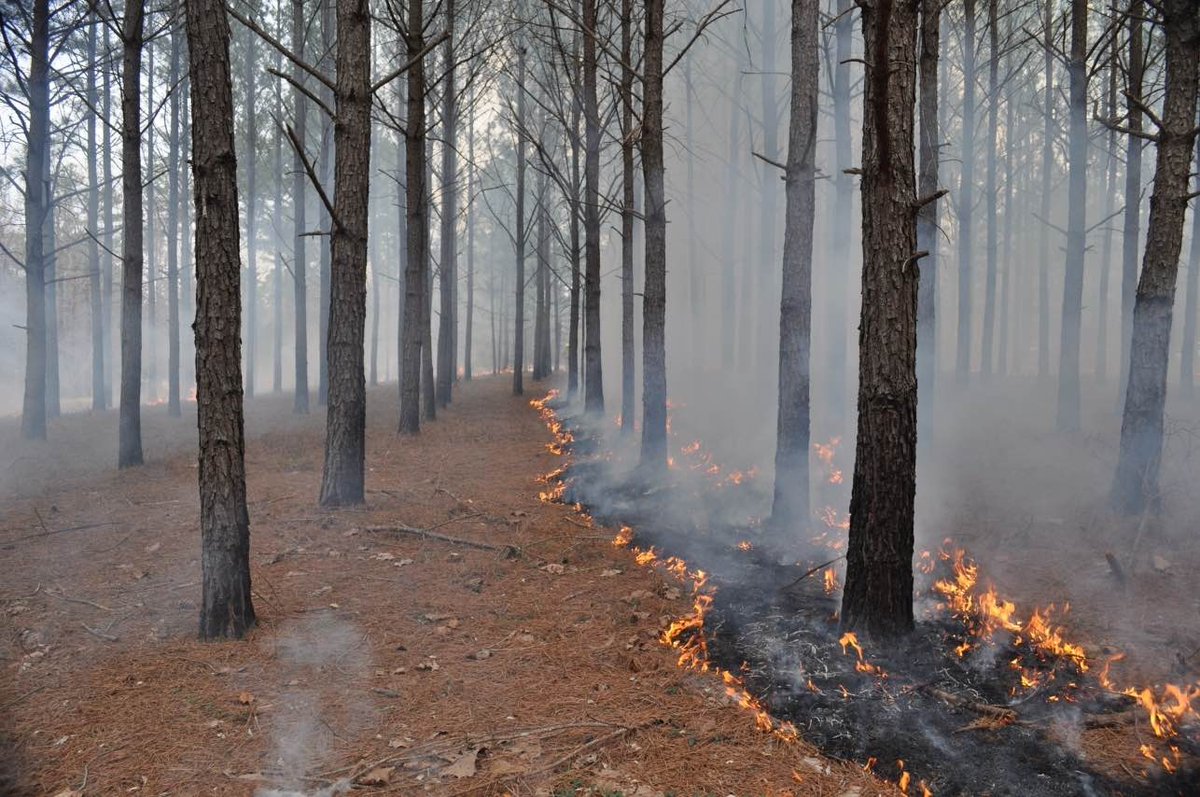 #DYK that a benefit of prescribed fire is aesthetic enhancement? The open, park-like stand of pine that many people find attractive can best be maintained with the use of prescribed fire. #GoodFire #PrescribedFire #KeepingForests #ForestProud #PrescribedBurn #RXFire