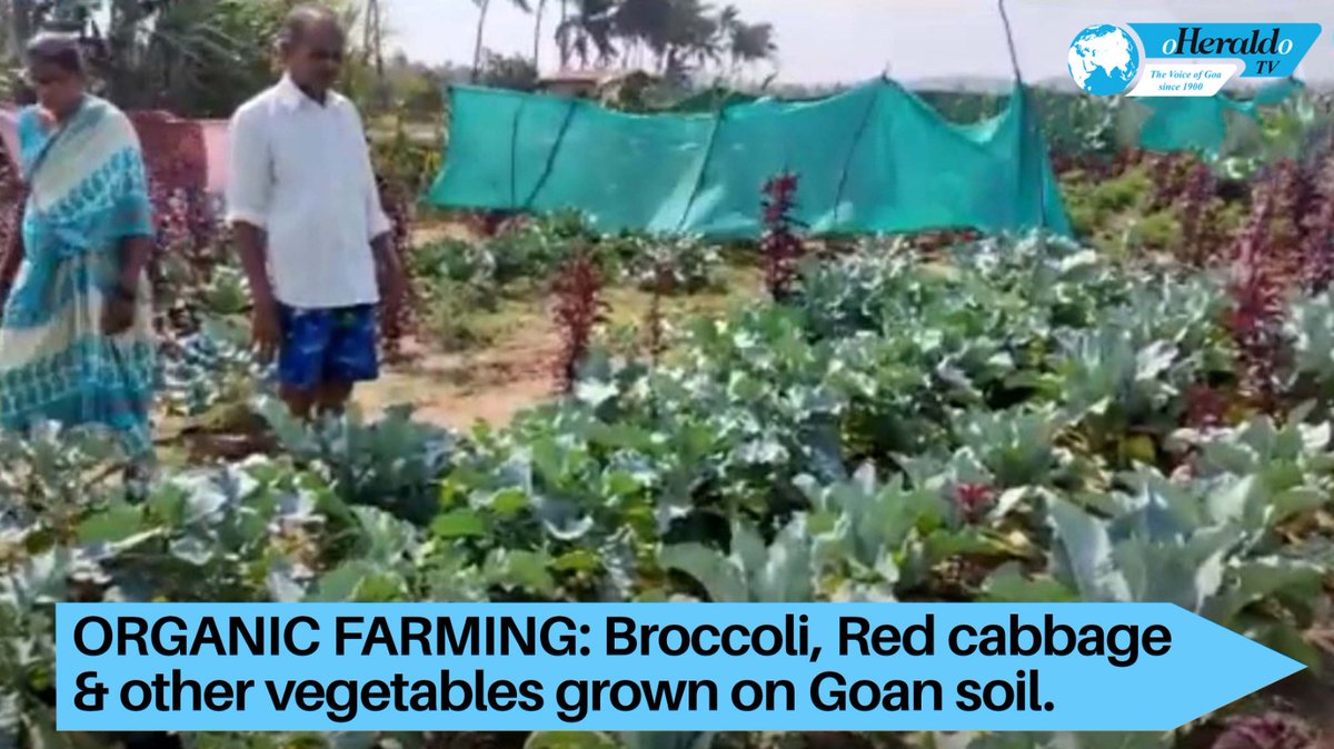 oheraldogoa's tweet image. ORGANIC #FARMING: #Broccoli, #RedCabbage &amp;amp; other #vegetables grown on #Goan soil.
Watch:youtube.com/watch?v=_8KWOo…

#Goa #News