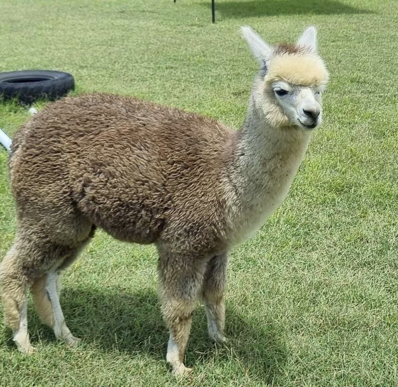 Dis iz liddle Barney 💝 just a bubba aka Cria 💝💝💝 4 months old and floofin' up a storm 😁 #cria #alpaca #baby #huacaya from the outter reaches of Alpacastan 😎