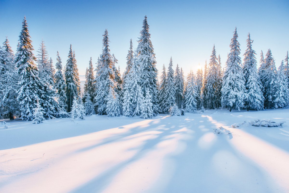 #Borealforests hold 20% of the world’s #carbonemissions🌎

But as our planet gets warmer, longer & drier seasons, intense wildfires and pests outbreaks may turn boreal #forests from #carbonsinks to #carbon sources🌲

Read more➡️ bit.ly/422cpb4
#climatechange