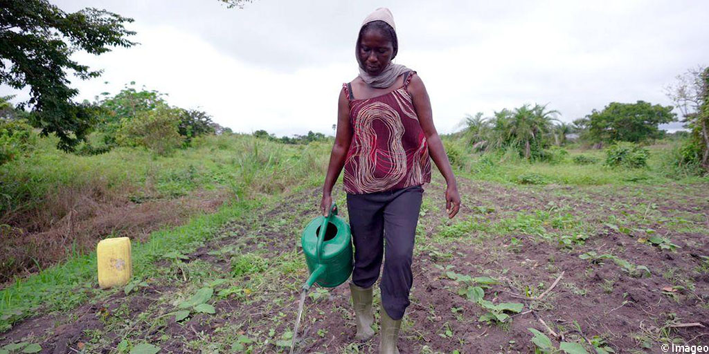 Cirad's tweet photo. #Agroécologie | En #CotedIvoire 🇨🇮, 160 maraîchers sont engagés dans une transition agroécologique de leurs pratiques.
Le projet #Marigo, coordonné par le #Cirad et financé par l’#UE 🇪🇺, dynamise cet élan notamment par des actions de formation.
A lire 👉https://t.co/7JrKF3Mrqh https://t.co/qO2QkiDHPW