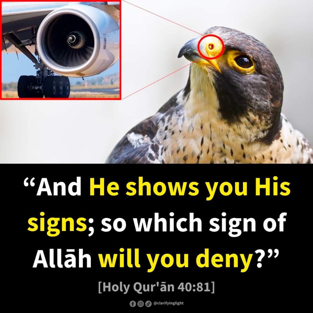 freemonotheist's tweet photo. #NoDesign🙄 The air entering a peregrine falcon's nose during its high speed dives (320 km/h) would cause its lungs to explode, but bony tubercles in its nostrils safely regulate the passage of air. Engineers solved the air intake in jet engines in a similar way! https://t.co/KSqBjP1LQn
