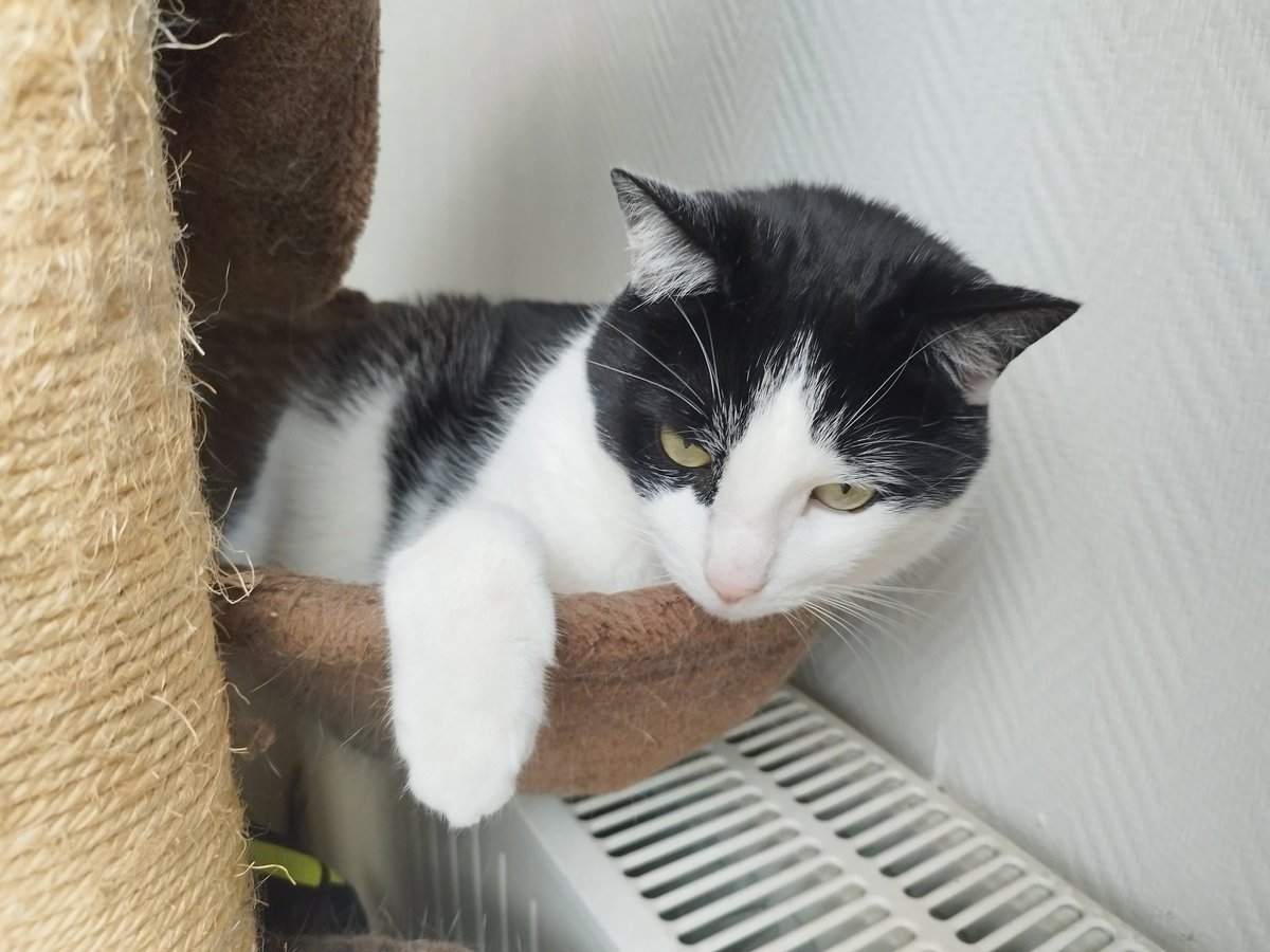 tiny_cat1's tweet image. On est deter pour le #blocage du l'arbrachat pour avoir plus de retraités qu'ils sont biens, ils font les chat et donnent les tibouts !
Je vous prête mon zumain pour le blocage du dehors mais merci de le rendre en bon état !