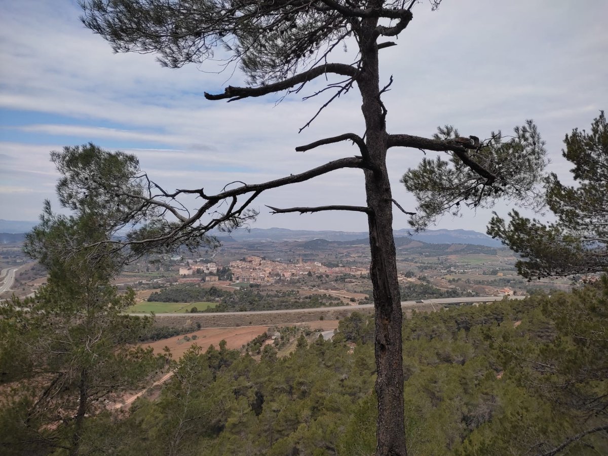 💭Els dies de descans són perfectes per buscar la inspiració a la nostra cuina.

Aquesta vegada he volgut estrenar l'itinerari botànic de #EspaiGrèfol ,descobrir la flora característica que envolta el camí que uneix les ermites de Sant Cristòfol i Sant Gregori permet.