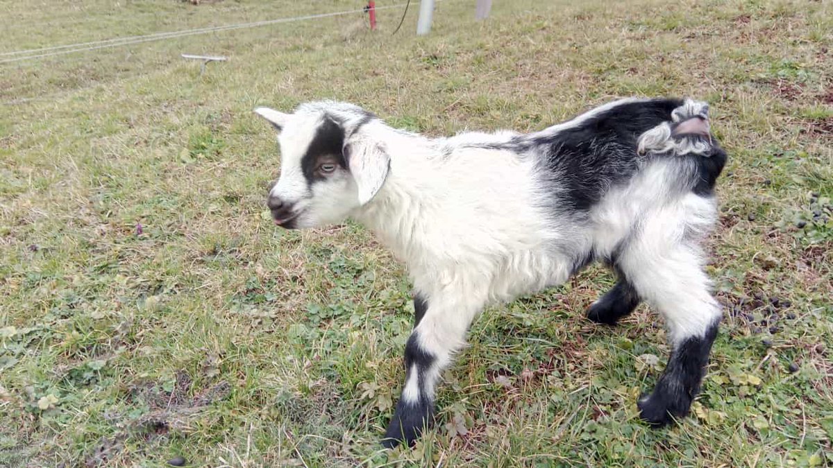 Zurueck_z_Natur's tweet photo. Unser erstes #Zicklein ist da. #Ziegen #mama Pia hat nun einen süßen #Ziegenbock. 🥰🤠👌 #süß #landwirtschaft #gera #thueringen #tierbabys #schwaara #zurueck_z_natur #fuereuch #tierblogger #bauernhof https://t.co/vOaWZFSeXB