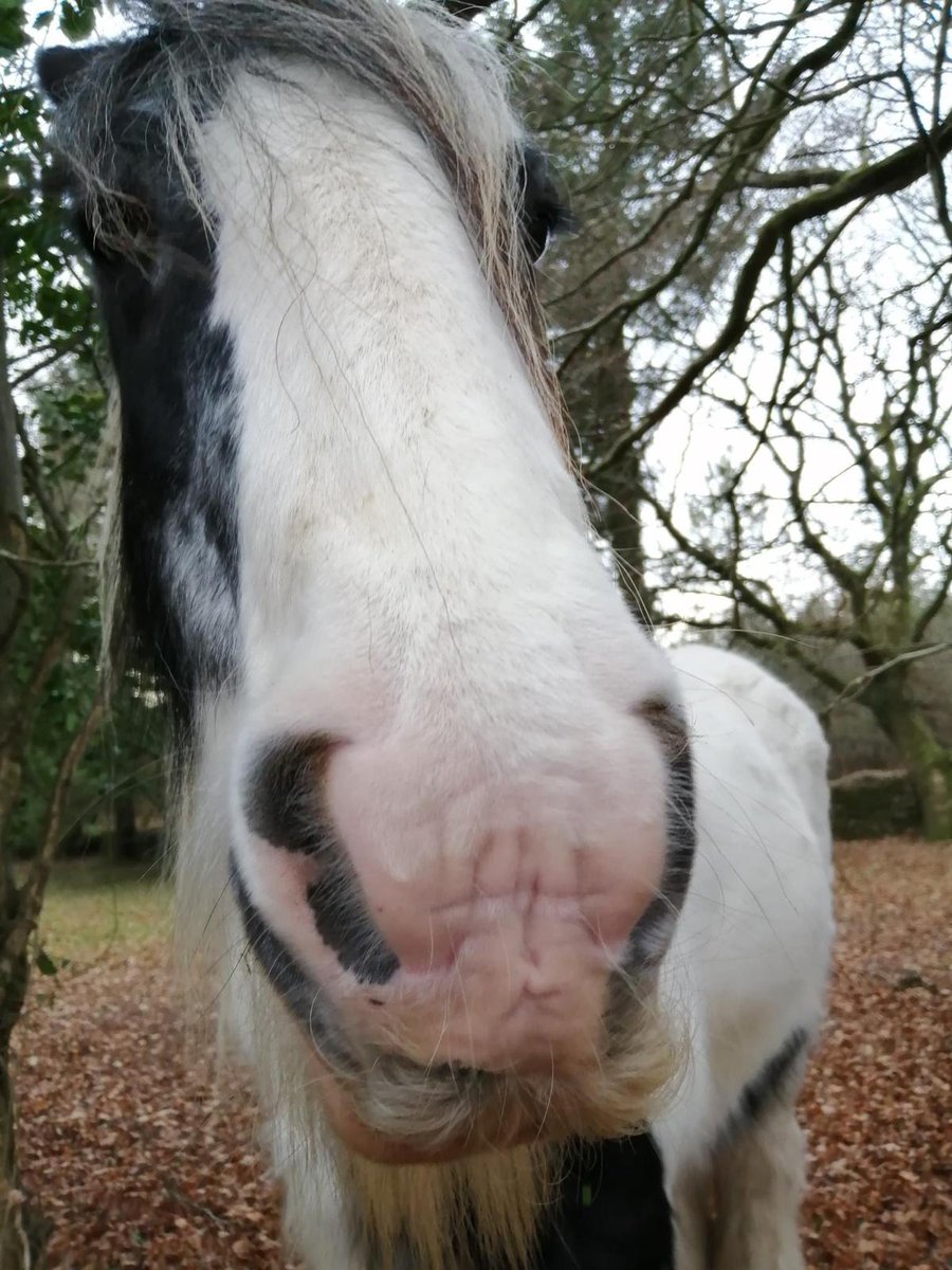 HAPPA Cato loves to pose for the camera, he also loves a silly selfie too!😝🤠 #pony #ponyclub #horsehair