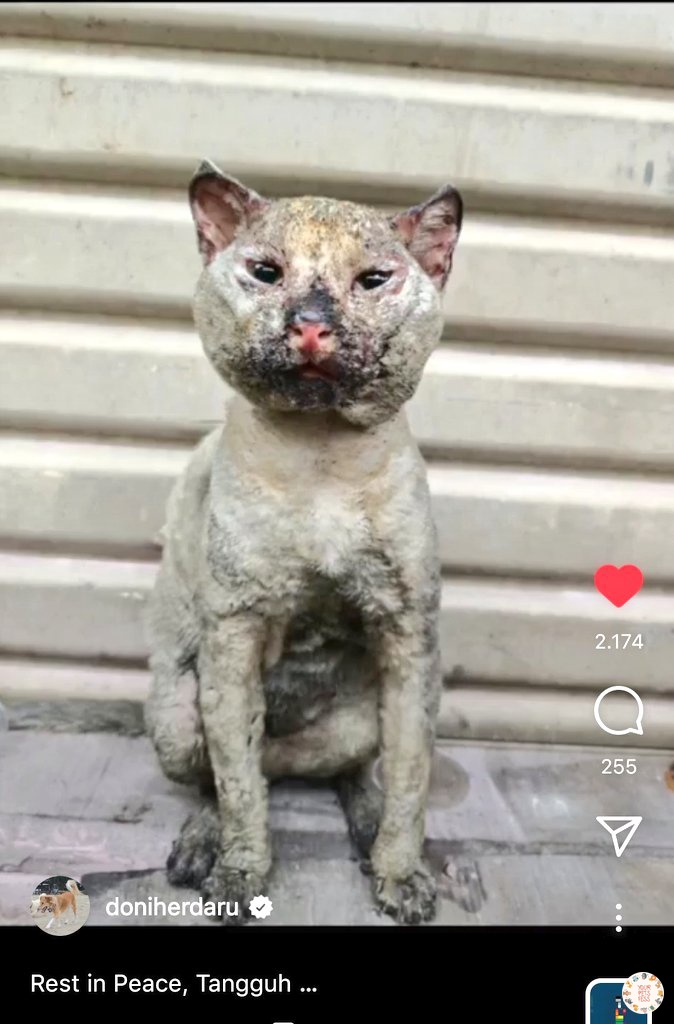 kochengfess's tweet photo. running heaven Tangguh dan kawan2 🥺🥺🥺 ya Allah mewek sore2 karena ini. cr : doniherdaru 🐜 https://t.co/zi77Eigw8V