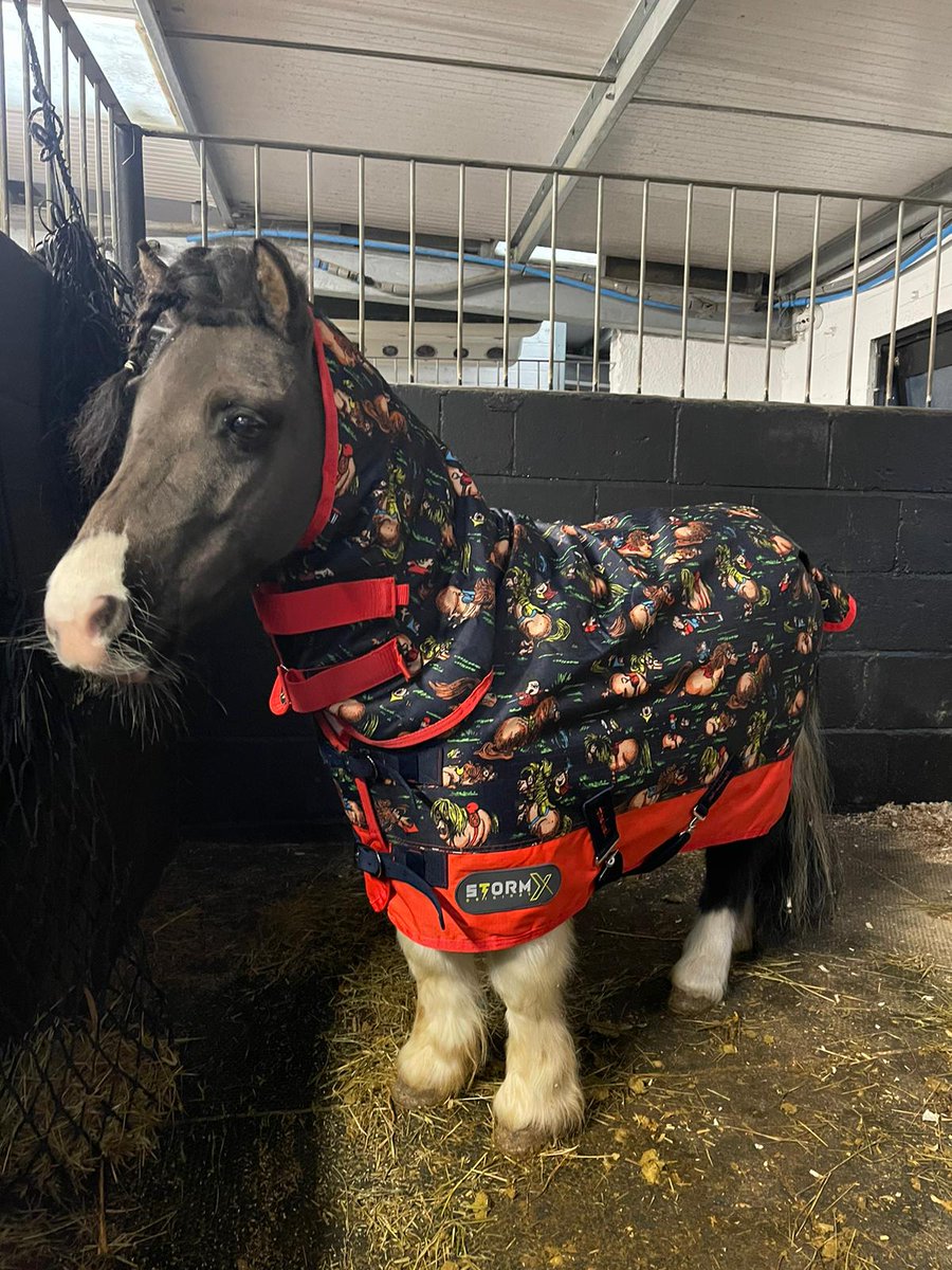 What do you think of Percy's new PJs? #ponyclub #pony #funnyhorse 😚😍