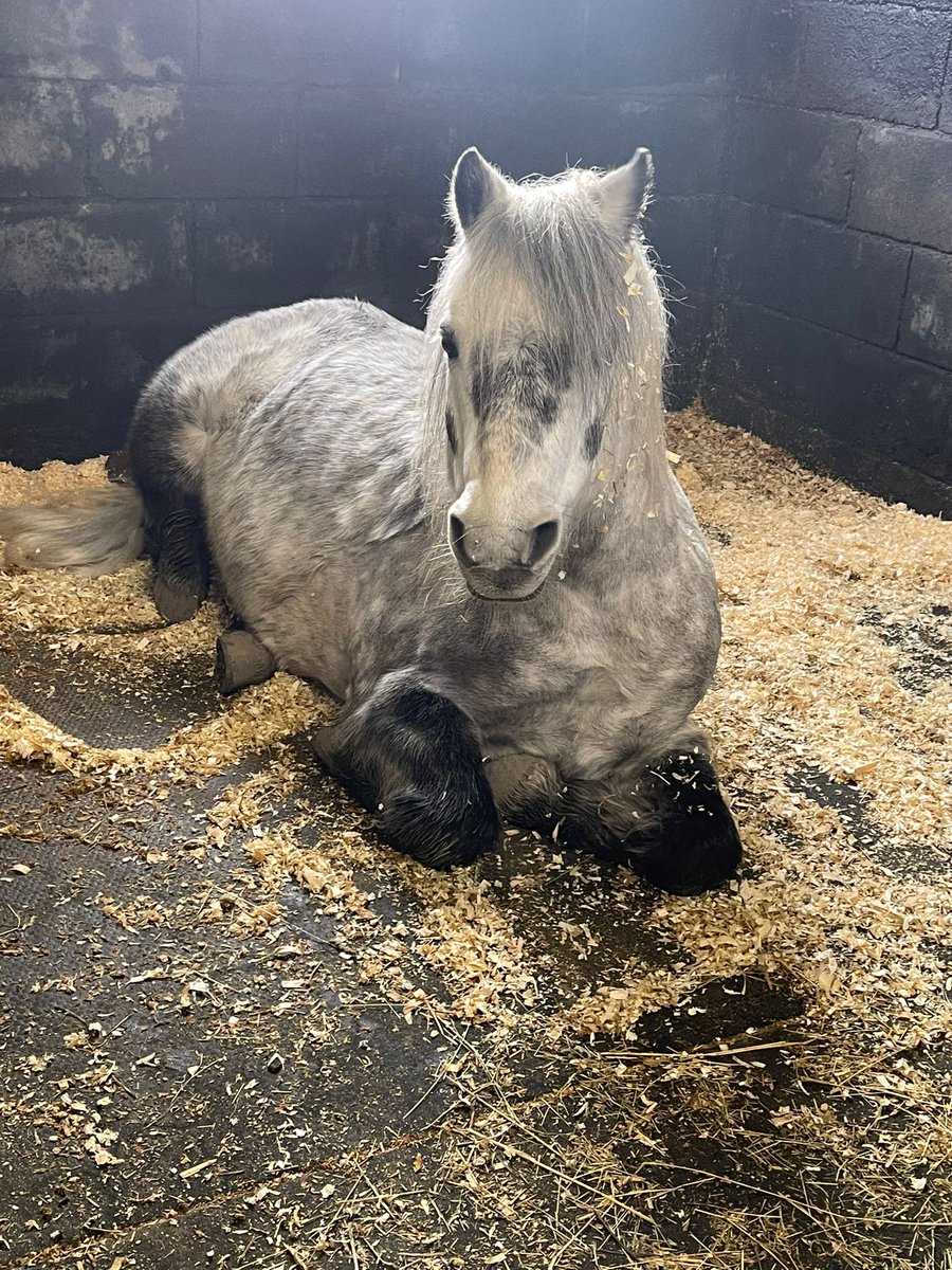 Frosty looking very unfrosted in his warm bed! 😜 #pony #horses #frozen #horsepower #ponylife #ponyclub