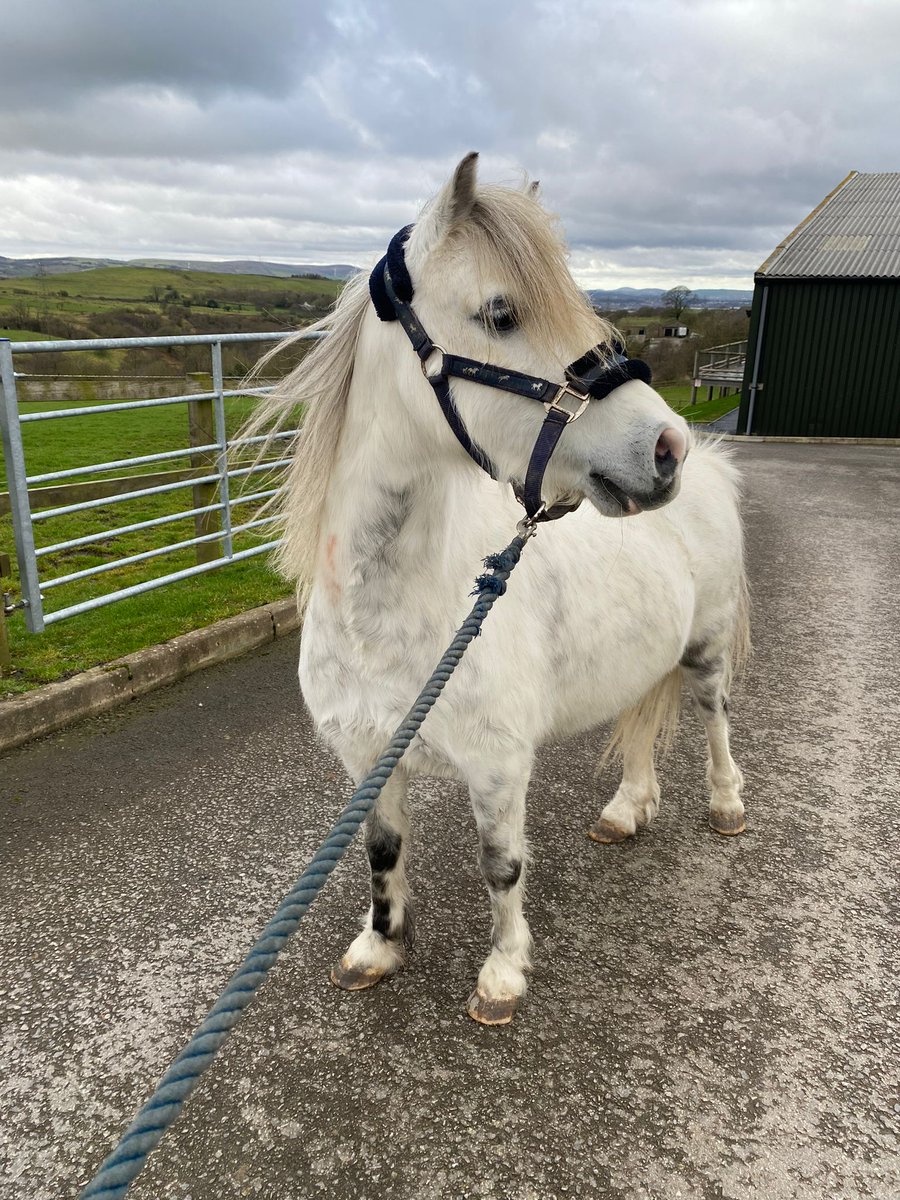 HAPPA_Charity's tweet photo. Dan is posing for the cover of Vogue by the looks of things 🐴 We'd definitely buy that issue 🥰🫶 #happa #horses #charity https://t.co/vwsn1znq1g