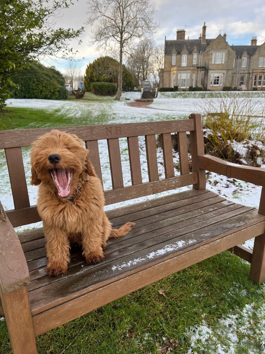 hp_hotels's tweet photo. Big smiles to see #snow on the forecast not just here at Norton House Hotel & Spa, but in lots of places! #dogsofhandpicked #dogfriendlyhotel https://t.co/I37ViOsktn